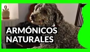 Armónicos naturales en guitarra . Diccionario de guitarra